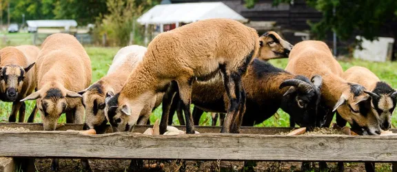 Schafe fressen am Trog auf Erlebnisbauernhof Audorf