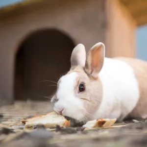 Kleiner Hase vor seiner Hütte