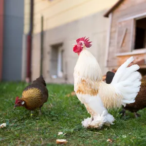 Drei Hühner im Garten