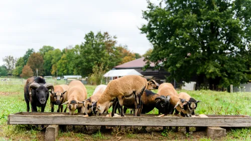 Tiere Erlebnisbauernhof