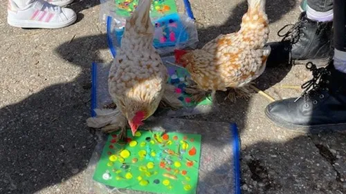 Die Hühner des Bauernhofs picken fleißig das Futter vom Boden und gestalten so farbenfrohe Bilder.